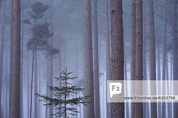 Europa Großbritannien Dunst Holz Kiefer Pinus sylvestris Kiefern Föhren Pinie Wald England Hampshire schwer