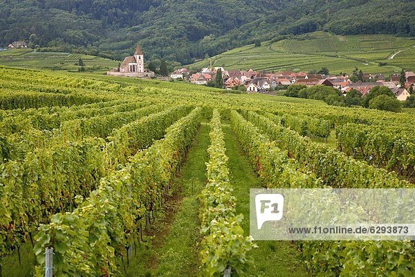 Frankreich  Europa  Wein  Dorf  Weinberg  vorwärts  Richtung  Elsass