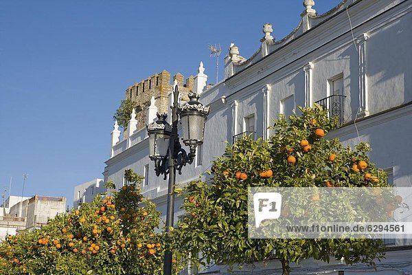 Orangenbaum  Europa  Andalusien  Spanien