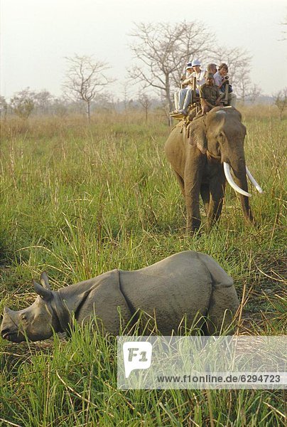 Tourists on elephant back sighting rhino  Chitwan National Park  Nepal