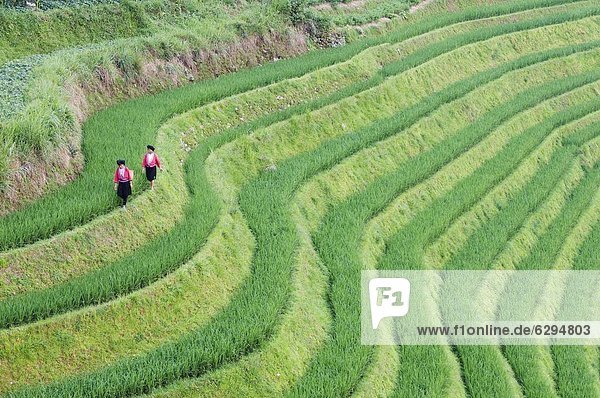 Yao women at the Dragons Backbone rice terraces  Longsheng  Guangxi Province  China  Asia