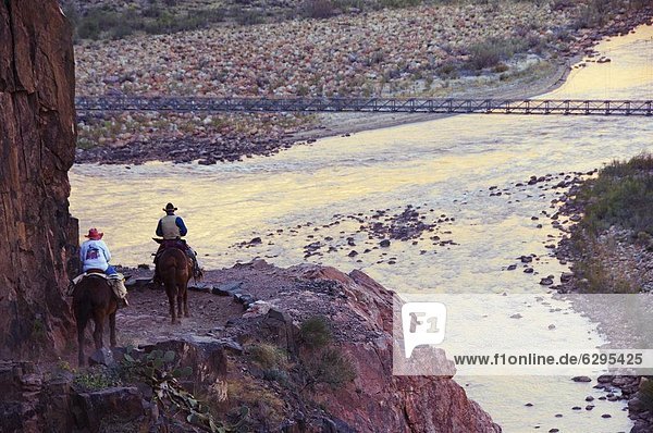 Mules taking tourists along the Colorado River Trail  Grand Canyon  Arizona  United States of America  North America