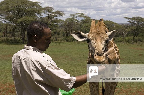 Rothschild giraffe  Giraffe Manor  Nairobi  Kenya  East Africa  Africa