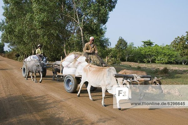 Ox cart  Cambodia  Indochina  Southeast Asia  Asia