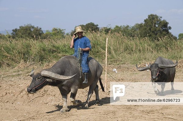 Farmer riding buffalo near the Anantara Golden Triangle Resort  Sop Ruak  Golden Triangle  Thailand  Southeast Asia  Asia