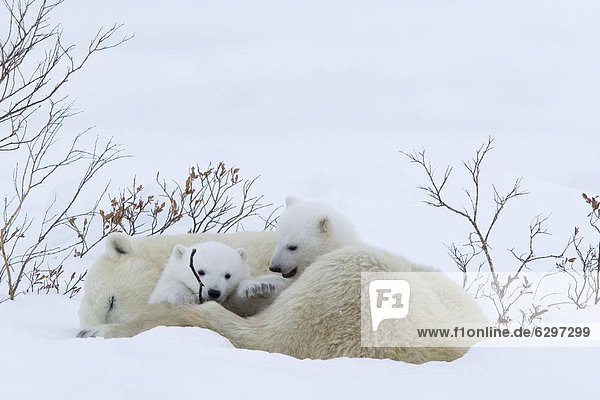 Eisbär  Ursus maritimus  Kanada  Manitoba