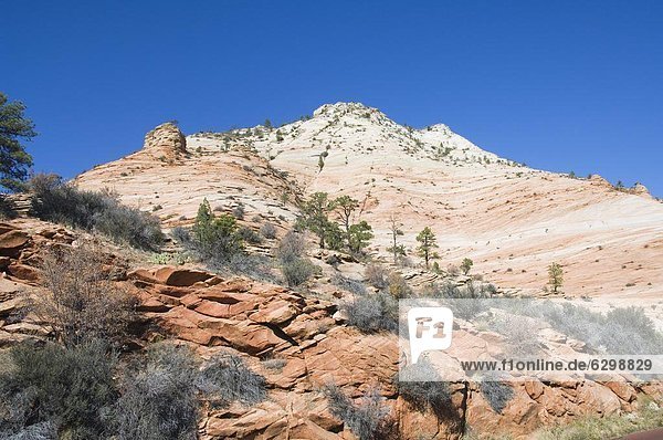 Zion Nationalpark  Utah  Vereinigte Staaten von Amerika  Nordamerika