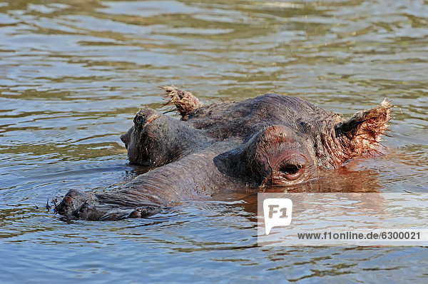 Flusspferd  Nilpferd oder Großflusspferd (Hippopotamus amphibius) im Wasser  Vorkommen in Afrika  captive  Deutschland  Europa