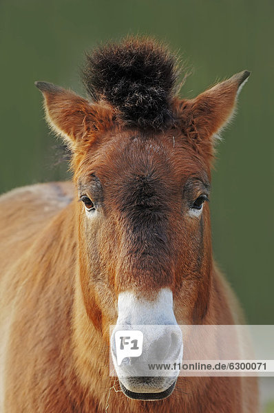 Przewalski-Pferd  Takhi  Asiatisches Wildpferd oder Mongolisches Wildpferd (Equus ferus przewalskii  Equus przewalskii  Equus caballus przewalskii)  Vorkommen in Asien  captive  Deutschland  Europa