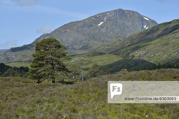 Kaledonische Pinien (Pinus)  Glen Affric  Cannich bei Inverness  Schottland  Großbritannien  Europa