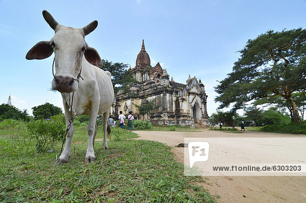Ox standing in front of a pagoda  Bagan  Myanmar  Burma  Southeast Asia  Asia