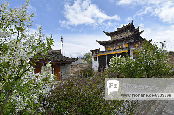 Lilacs in front of the monastery building built in the traditional architectural style  Tongren Monastery  Repkong  Qinghai  formerly Amdo  Tibet  China  Asia