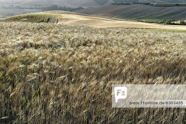 Kornfeld  toskanische Landschaft in der Nähe von Laiatico  Provinz Pisa  Toskana  Italien  Europa