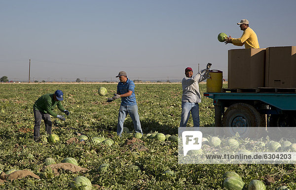 Mexican farmworkers harvest watermelons from a field in the San Joaquin Valley  Di Giorgio  California  USA