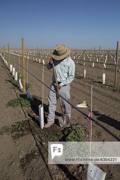 Ein Latino-Landarbeiter pflegt die frisch gepflanzten Weinreben im San Joaquin Valley Di Giorgio Kalifornien USA