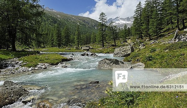 Fluss und Kiefern im Tal  Tirol  Österreich