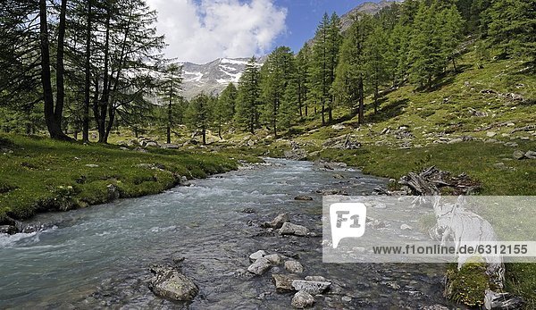 Fluss und Kiefern im Tal  Hohe Tauern  Österreich