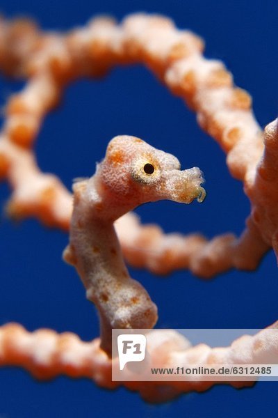 Denise-Zwergseepferdchen (Hippocampus denise) in einer Koralle  Papua-Neuguinea  Bismarcksee  Pazifik  Unterwasseraufnahme Unterwasseraufnahme