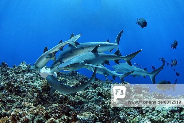 Group of Grey Reef Shark (Carcharhinus amblyrhynchos) and Whitetip Reef Sharks (Triaenodon obesus)  near Father Reefs  Bismark Sea  Papua New Guinea  underwater shot