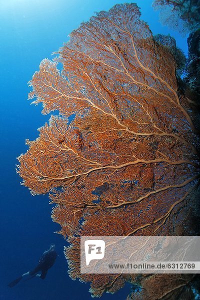 Riesige Gorgonie mit Taucher im Hintergrund  Kavieng  Neuirland  Papua-Neuguinea  Unterwasseraufnahme
