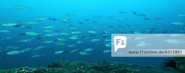 Schwarm Vielstreifen-Füsiliere (Caesio varilineata)  Mirbat  Oman  Indischer Ozean  Unterwasseraufnahme Unterwasseraufnahme