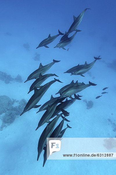 Gruppe Spinnerdelfine (Stenella longirostris)  Ras  Marsa Alam  Ägypten  Rotes Meer  Unterwasseraufnahme