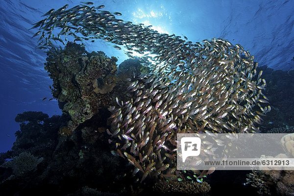 Schwarm Glasfische Parapriacanthus guentheri  Elat  Israel  Rotes Meer  Unterwasseraufnahme Unterwasseraufnahme