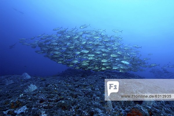 Schwarm Großaugen-Makrelen (Caranx sexfasciatus)  Isla Coiba  Panama  Pazifik  Unterwasseraufnahme Unterwasseraufnahme