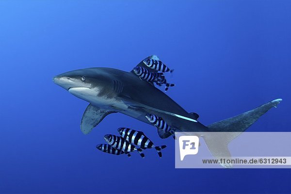 Weißspitzen-Hochseehai (Carcharhinus longimanus) mit Pilotfischen (Naucrates ductor)  Brother Islands  Ägypten  Rotes Meer  Unterwasseraufnahme Unterwasseraufnahme