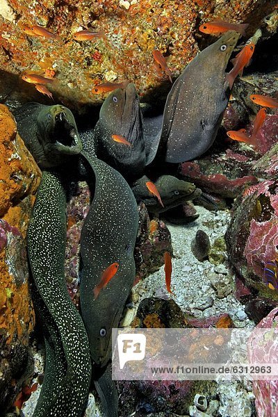 Gelbgefleckte Muränen (Gymnothorax flavimarginatus)  Malpelo  Kolumbien  Pazifik  Unterwasseraufnahme Unterwasseraufnahme