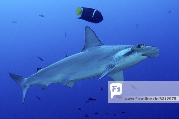 Bogenstirn-Hammerhai (Sphyrna lewini) und Kalifornische Engelfische (Holacanthus passer)  Malpelo  Kolumbien  Pazifik  Unterwasseraufnahme Unterwasseraufnahme