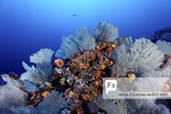 Gorgonien-Korallen  MalpeloKolumbien  Pazifik  Unterwasseraufnahme