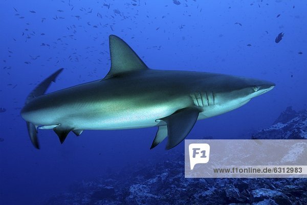Galapagos shark (Carcharhinus galapagensis)  Malpelo Island  Columbia  Pacific Ocean  underwater shot