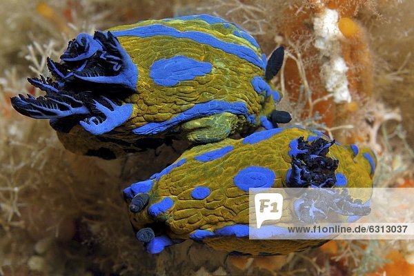 Zwei Meeresschnecken Tambja verconis paaren sich  North Island  Neuseeland  Pazifik  Unterwasseraufnahme