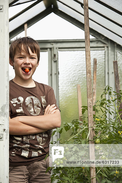 Junge im Gewächshaus mit Tomate