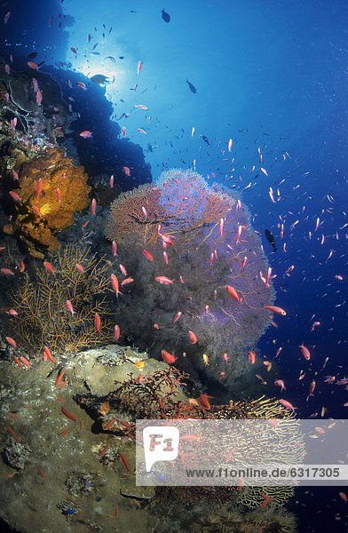 Landschaft Unterwasseraufnahme bunt Koralle Philippinen Asien Weichheit