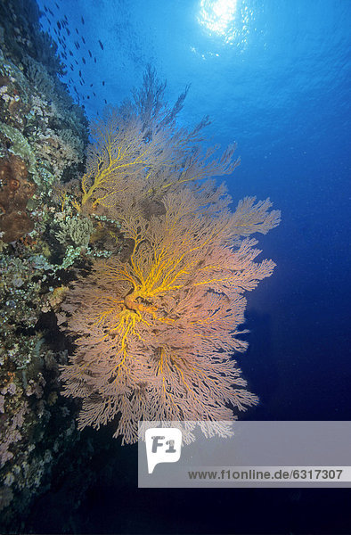 Landschaft Unterwasseraufnahme bunt Koralle Philippinen Asien Weichheit
