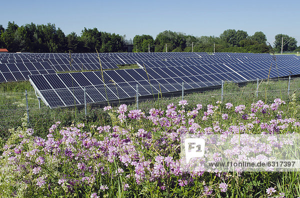 Solarzellen in einem Solarpark  Landshut  Bayern  Deutschland  Europa
