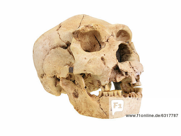Schädelreplik vom Homo heidelbergensis  Atapuerca  Stammesgeschichte der Menschheit  Evolution
