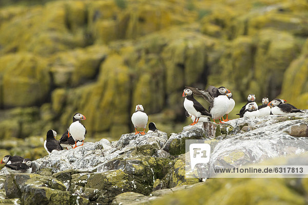 Papageitaucher (Fratercula arctica)  Farne Islands  Northumberland  England  Großbritannien  Europa