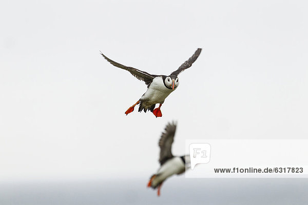 Papageitaucher (Fratercula arctica)  Farne Islands  Northumberland  England  Großbritannien  Europa