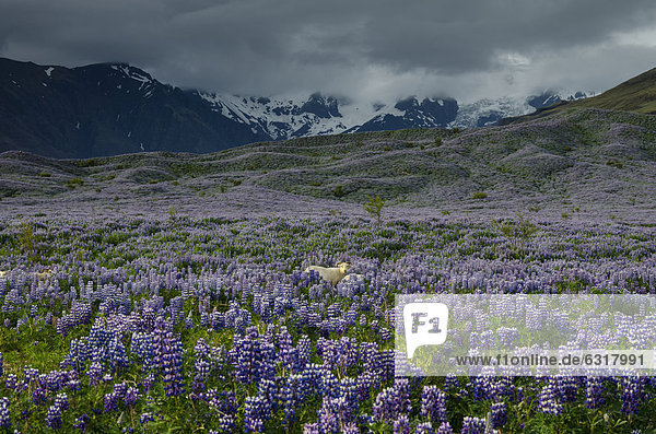 Schafe (Ovis)  Alaska-Lupine (Lupinus nootkatensis)  Gletscher M_rdalsjökull  Südküste  Island  Europa