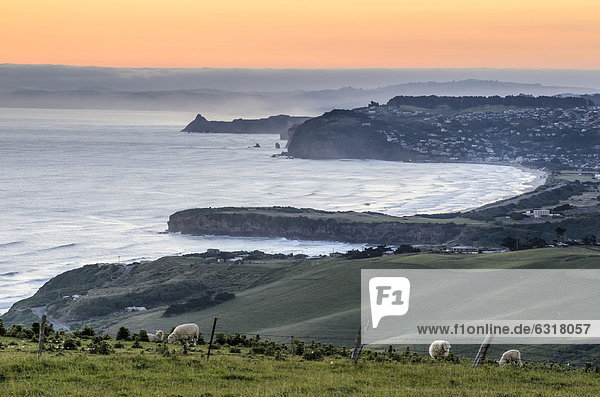 Weideland mit Schafen vor dem Dunedin Beach  Dunedin  Halbinsel Otago Peninsula  Südinsel  Neuseeland  Ozeanien