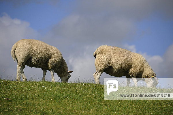 Zwei Schafe auf dem Deich  Söhnke-Nissen-Koog  Nordfriesland  Schleswig-Holstein  Deutschland  Europa