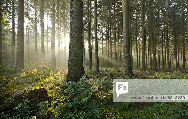 Sonnenstrahlen im Wald  Bäume  Neuenwalde  Niedersachsen  Deutschland  Europa