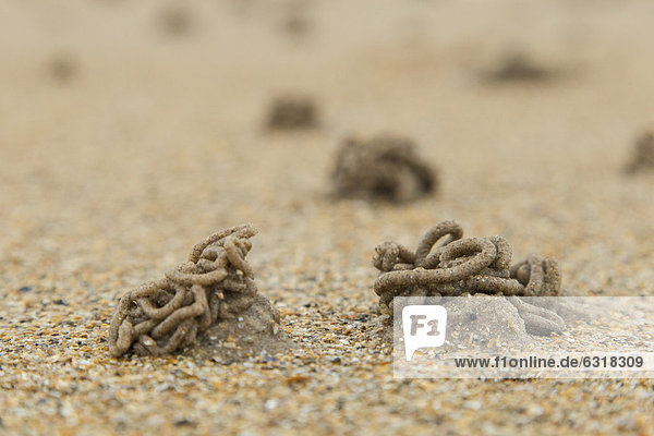 Wattwurmhaufen (Arenicola marina) am Strand von Northumberland  England  Großbritannien  Europa