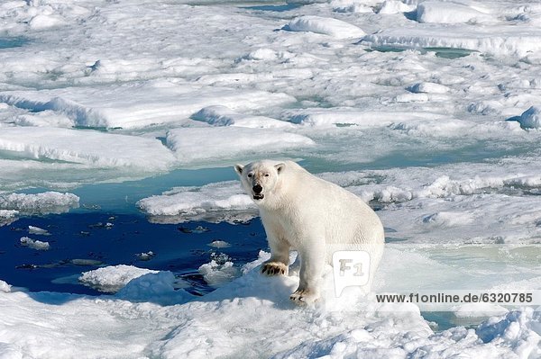Eisbär  Ursus maritimus  Eis  Norwegen  Svalbard