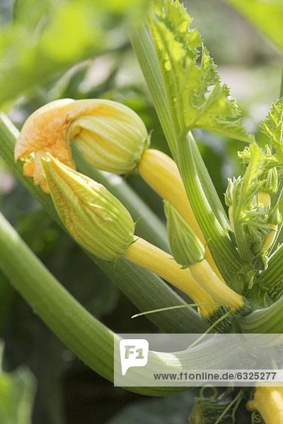 Gelbe Zucchini an der Pflanze (Close Up)