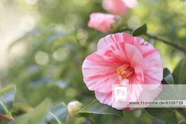 Kamelie  Camellia japonica  Close-up  close-ups  close up  close ups  pink  Ansicht