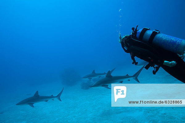 Scuba diver and sea life underwater view